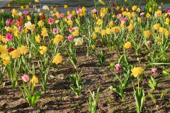 2023 Album Blumen